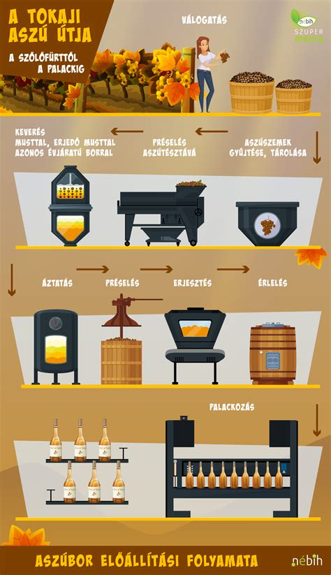 Szőlőbogyó és szőlőmag metszete