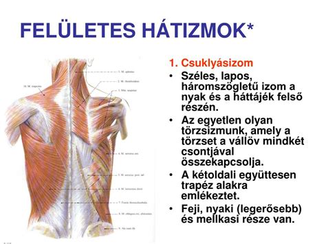 A hátizmok anatómiája és fontossága