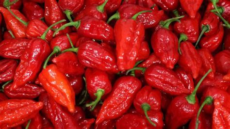 Carolina Reaper és más extrém erős chili fajták