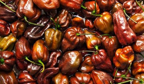 Chili paprikák tartósítása: szárítás és savanyítás