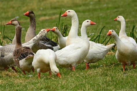 Pecsenyeliba és hízott liba összehasonlítása