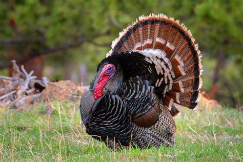 Pulyka a természetben