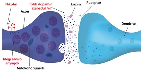 A nikotin hatása a szervezetre infografika