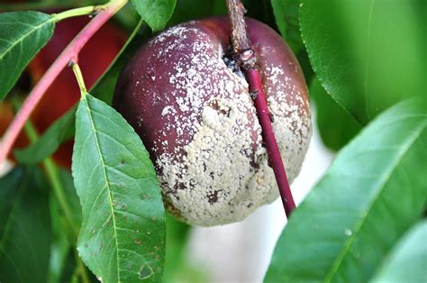 Bacon és őszibarack kombinációja