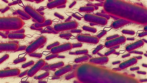 Escherichia coli baktériumok mikroszkópos képe