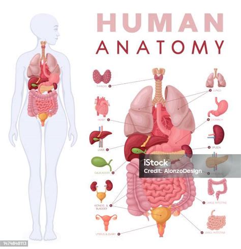 emberi test vázlatos rajza akupunktúrás pontokkal