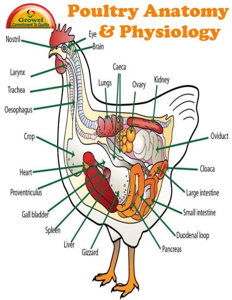 Csirke anatómia diagram