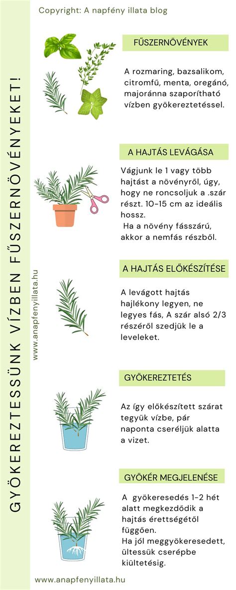 étrendtervezési lépések ábra