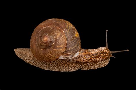 A Nesiohelix gainesi aktív védekezése ragadozó ellen