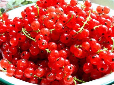 Különböző piros bogyós gyümölcsök tálon