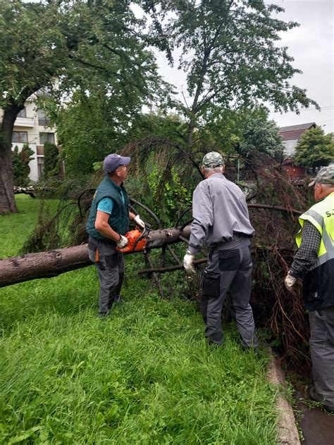 A kidőlt fák eltávolítása a hurrikán után