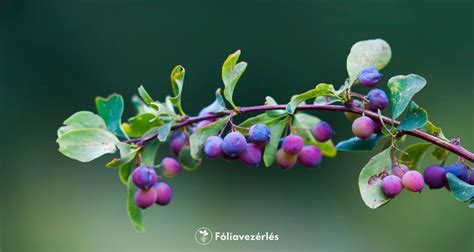 dióbelek és bogyós gyümölcsök tálon