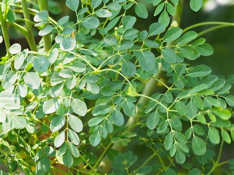 Moringa levelek