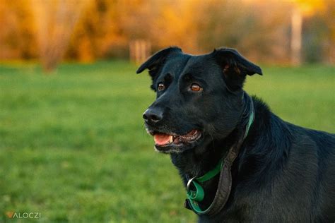 A Fekete Kutya hangulatos belső tere