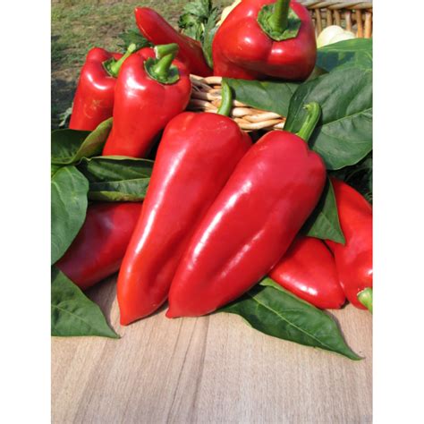 Mulcsozott paprika növény