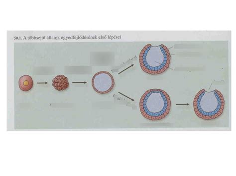 Diagram: A barack előkészítésének lépései a befőzéshez