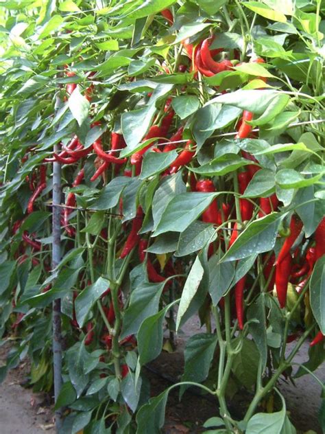 Fűszerpaprika termesztés