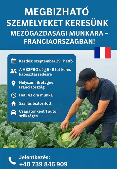 Káposztaszedés Székelyföldön