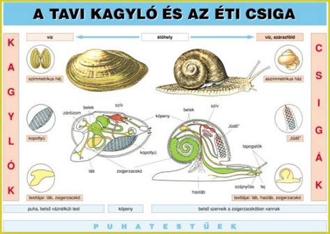 Az éticsiga anatómiája és az epifragma képződése