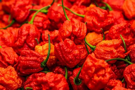 Carolina Reaper chili paprika