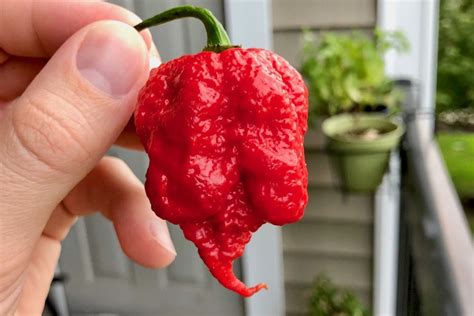 7 Pot chili paprika