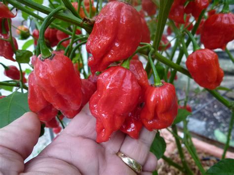 Naga Viper chili paprika