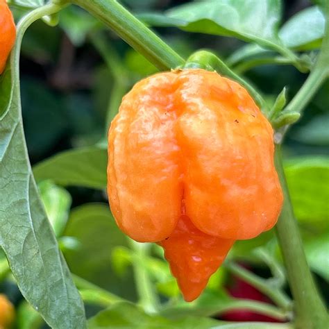 Trinidad Scorpion Butch T chili paprika