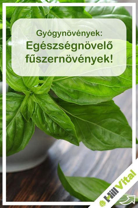 különböző fűszernövények