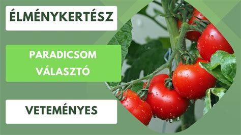 A paradicsom történetét és elterjedését bemutató infografika