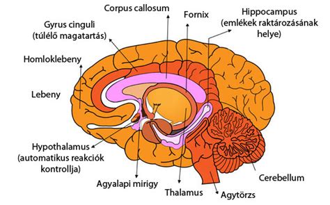 A kagylófőző edény részei és funkciói sematikus ábrája