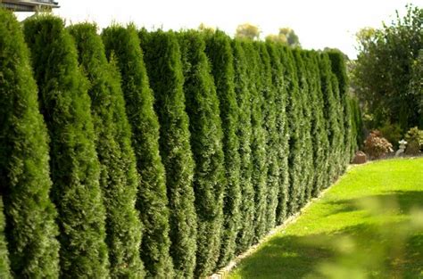 Smaragd tuja sövény