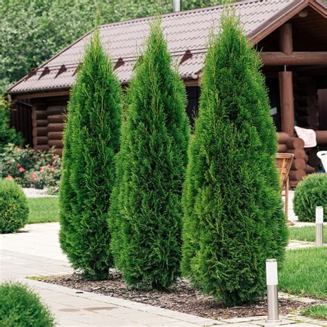 Smaragd tuja metszése