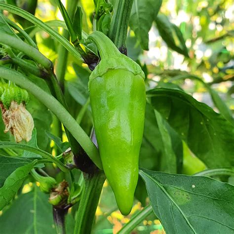 Különböző hegyes erős paprika fajták