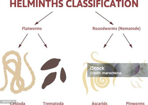 Zoonózisok terjedési módjait ábrázoló diagram
