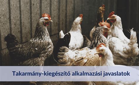 Tojótyúkok modern istállóban