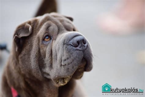 Shar-Pei kutya Kakaó portréja
