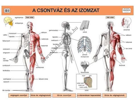 Csontozat és tejfogyasztás diagram