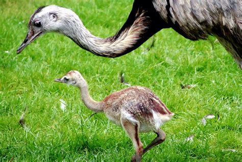 Nandu csoport a pampán