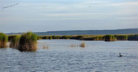 A Fertő tó nádasainak kiterjedését bemutató térkép
