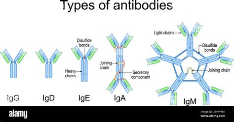 Az IgE és IgG antitestek működését bemutató diagram