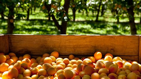 Gyümölcsös gazdaság