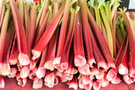 friss rebarbara szárak