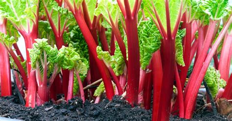 feldarabolt rebarbara