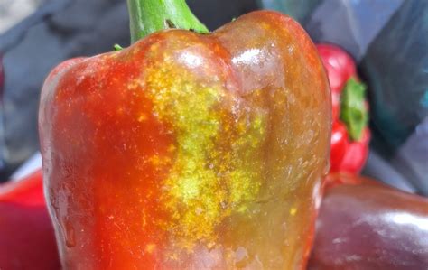 Paprika bogyó káliumhiányos színeződési hibákkal