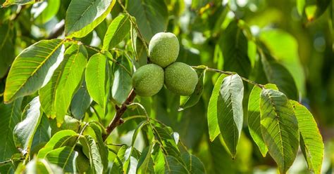 Fiatal fekete diófa törzse