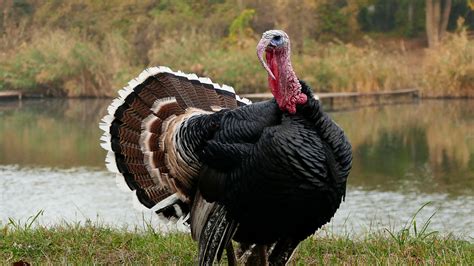 Pulykakakas násztánc közben