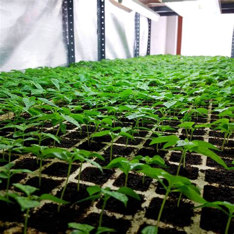 Chili paprika termesztése