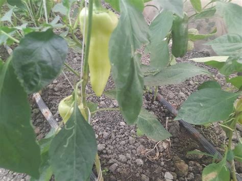 paprika növényvédelem