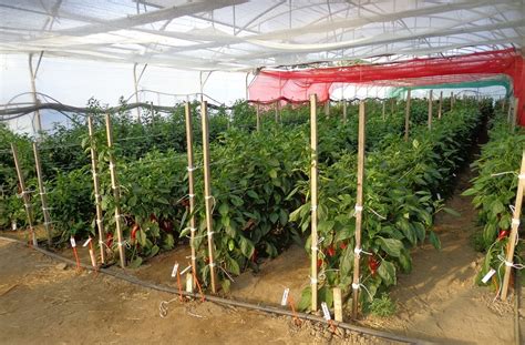 paprika termesztés támrendszerrel