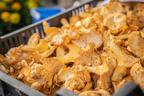 Frissen szedett rókagombák egy svéd piacon